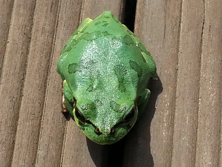 22281A4A56B0265811288F