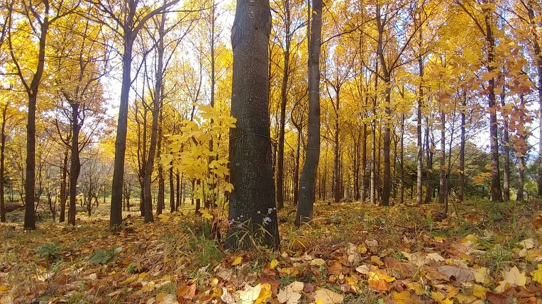 99B98B365BD6ADA027B2E0