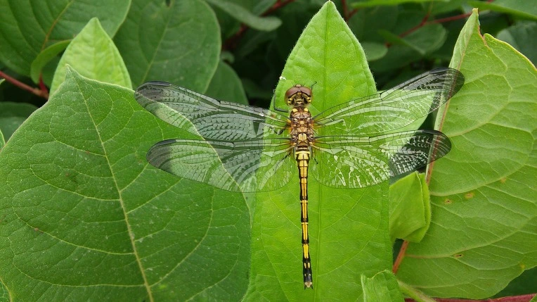 2274114E575E56C439048C