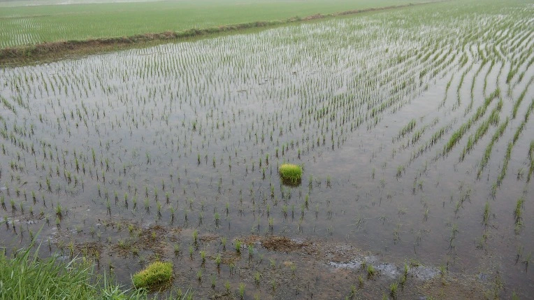 25292F415746341132AF99