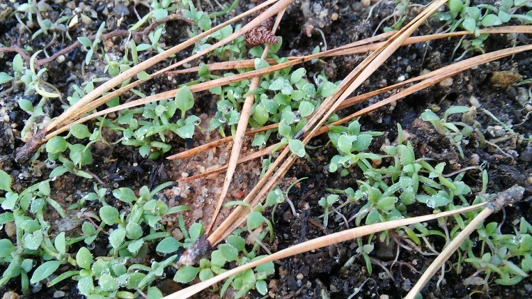 24330B47566DDFCD0D9236