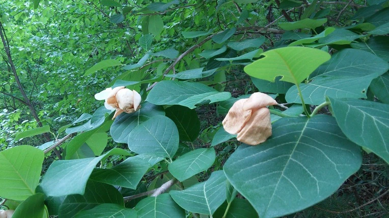 2720F3375923E66A343027