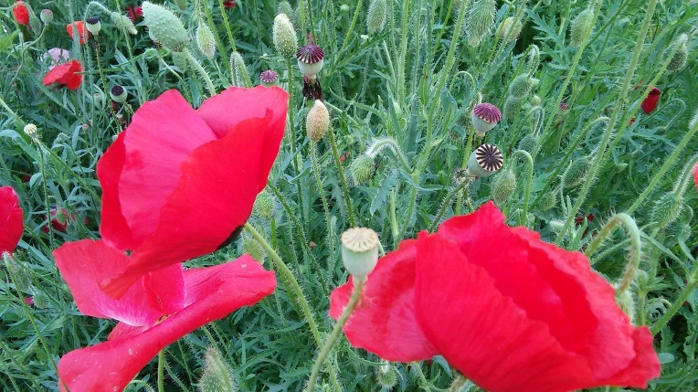 227821435745887A107124