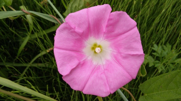 220C833F5756174D32C332