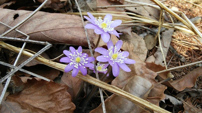 25033346550D0621312152