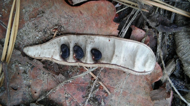 23293445585A2F0F0FDF15