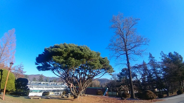 9990F1365C275B0E31949E