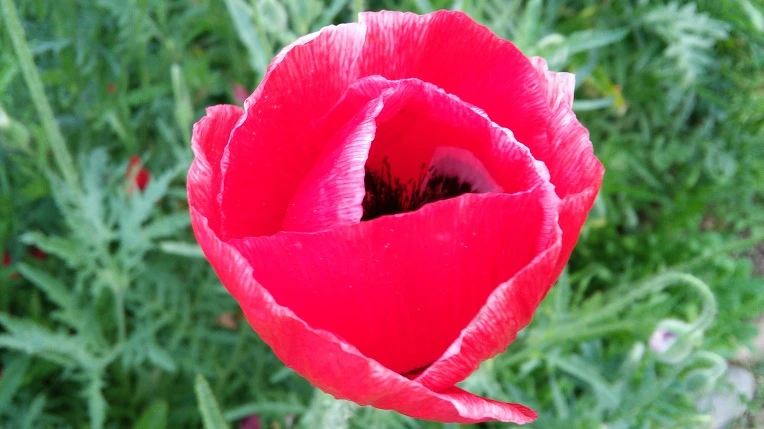 235DE043574588802904C9