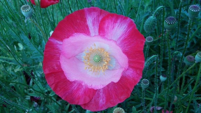 25295B4357561768130506