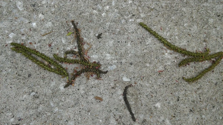 247C233559155DE122D7DC