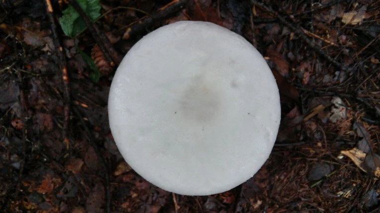 99F58A3359961B992809AD