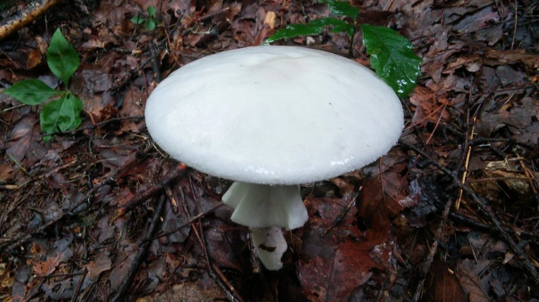 991CF63359961B9F206042