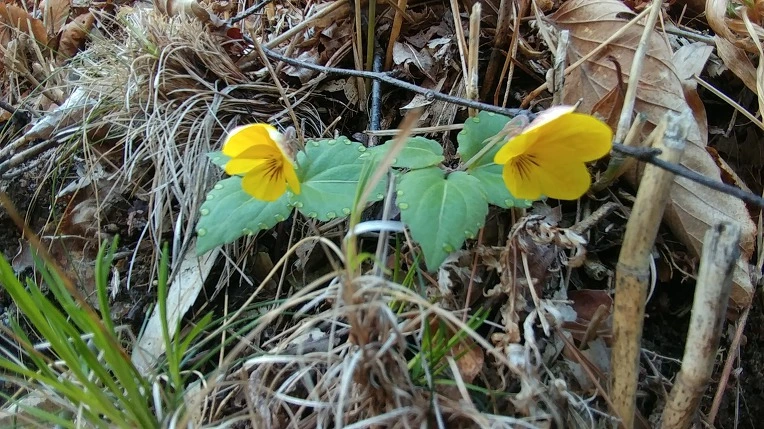 9981D53B5AD54ADA11F894