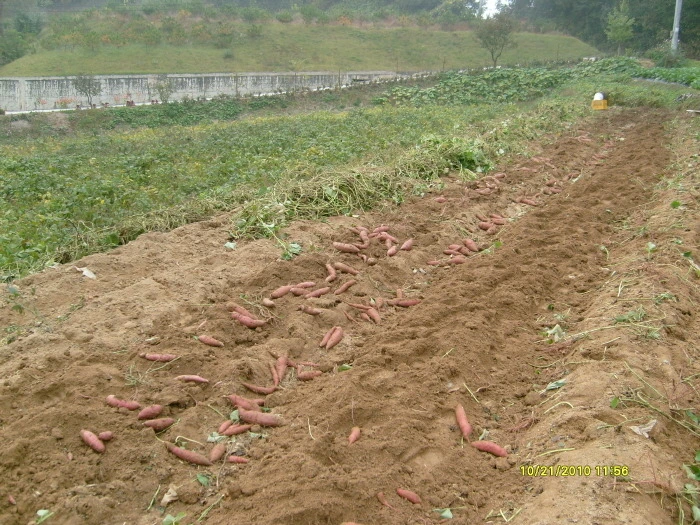 253075445424163F1CD708