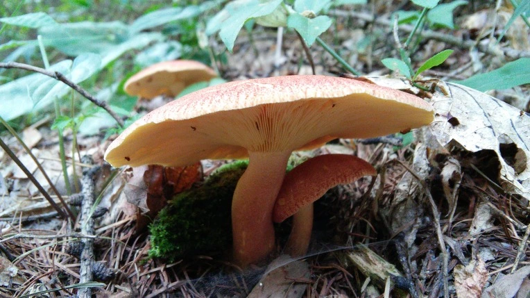 27617E4C56987F5E0ED20A