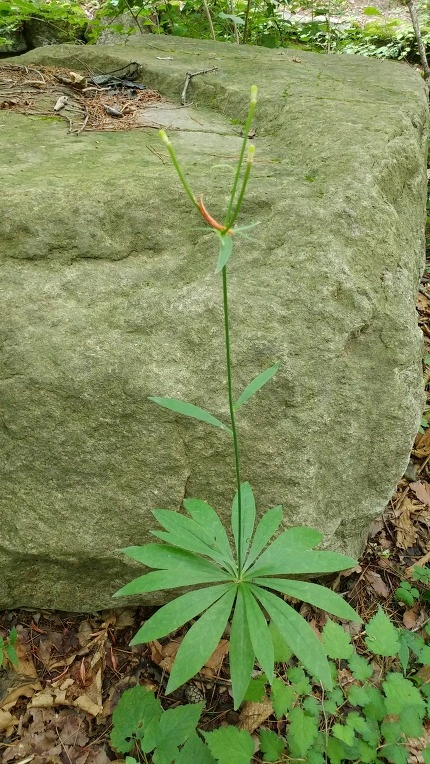 99FC8E3A5DBE62612E75B5