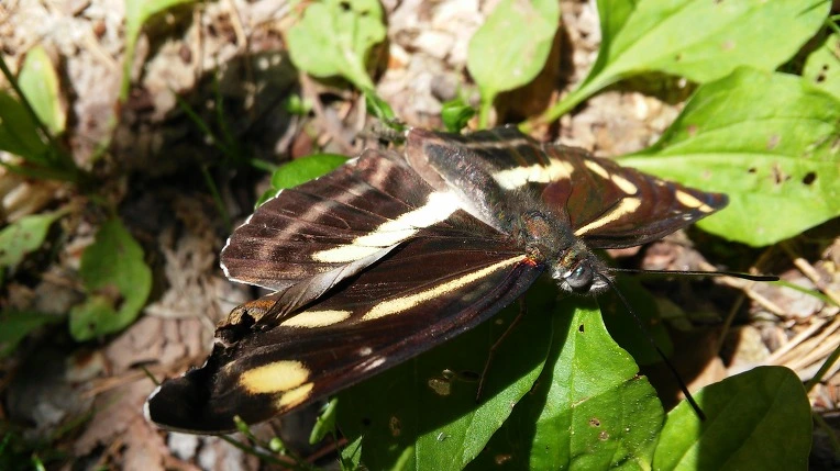 235DFC4A59339B972DADEC