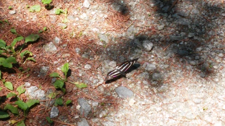 2201C943556025711CE264