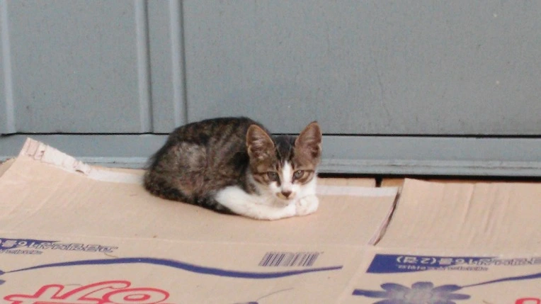 246C9A3855CD8CFC01D169