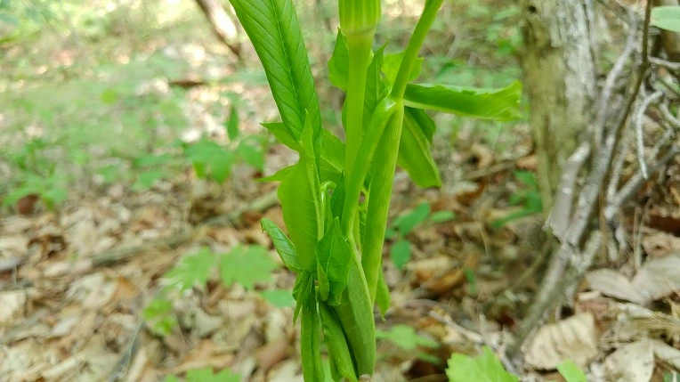 998589365CDF86A733D7DF