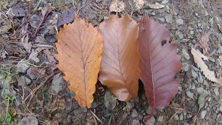 996302365BD6ADA81F3727