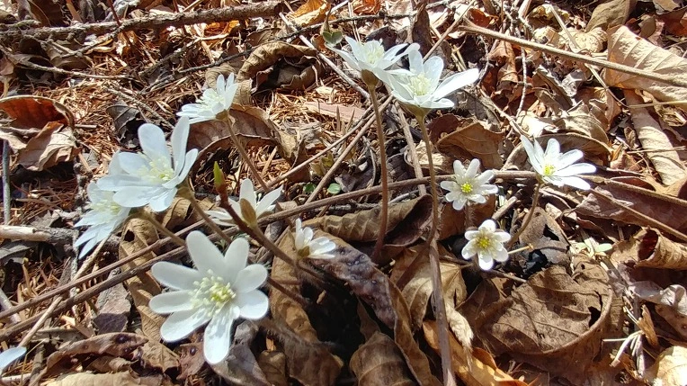 995FBA415AD54B6714AB04