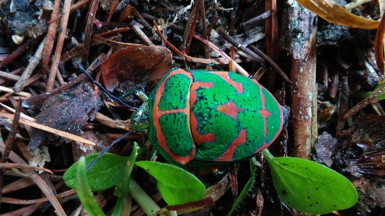 24119C4559300A400535D5