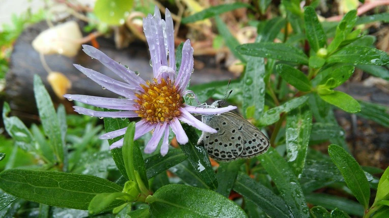 244A9E33597D092708BE27