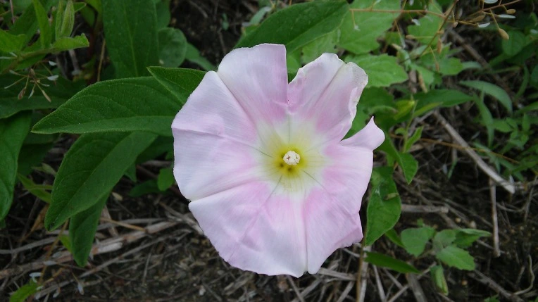 260C4E335747BA2414F1C6