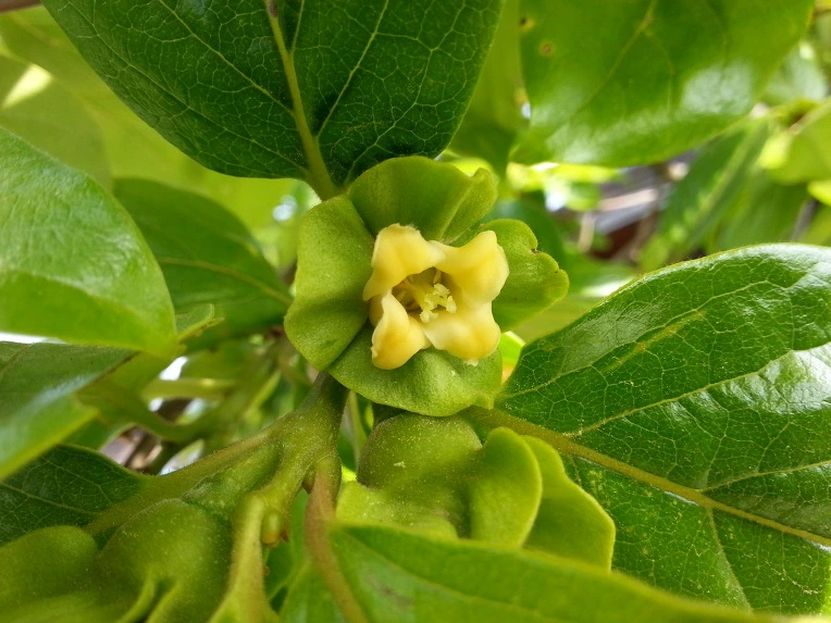 2171074B5385CBE525FCBF