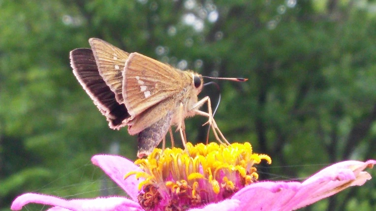 99941133599E1B4F1B3F4F