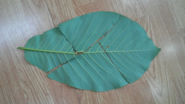 216128435652853428FF97