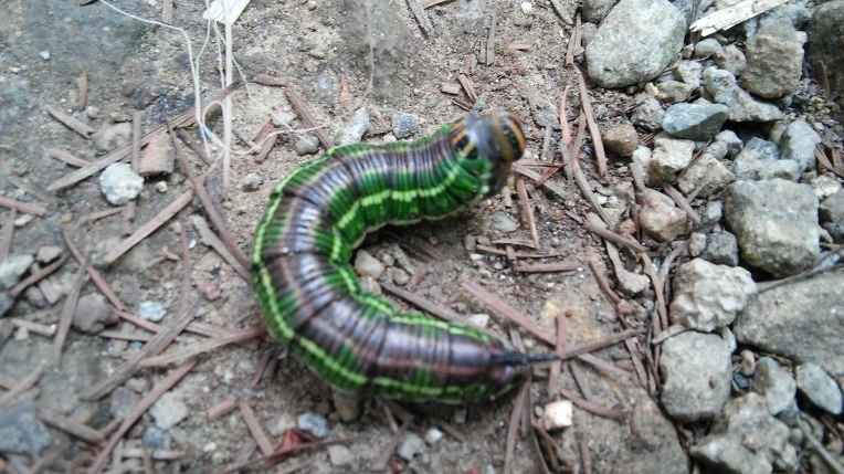 2343453F55D6818F074C11