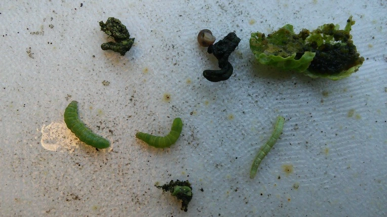 2363233957E3A321378C5A