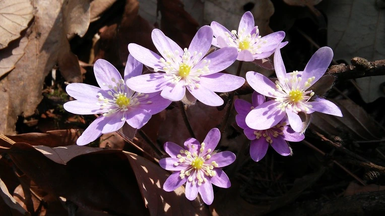 27192144550D078C2CC702