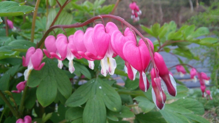 27367437571558351806D0