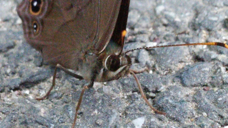 271EE33655F283DC118405