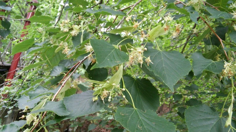 2618784259596C1725D32E