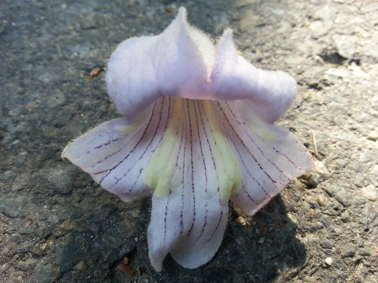 2322373F536DEACC27209F