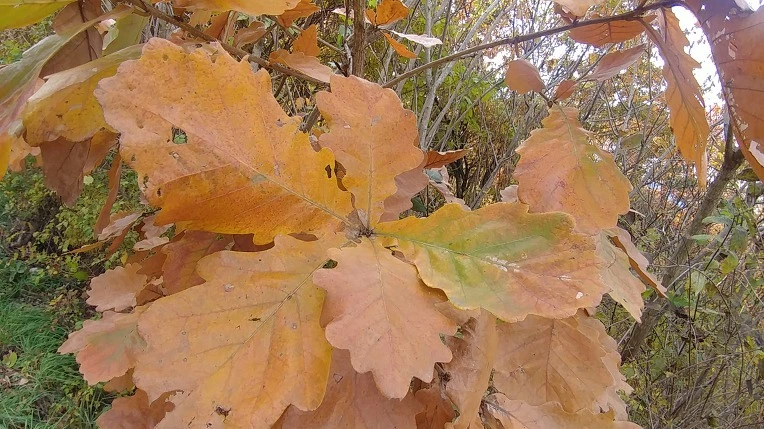 99CC30355BD6ADC320345A