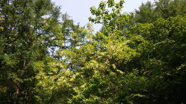 211BF83F5560264804A516