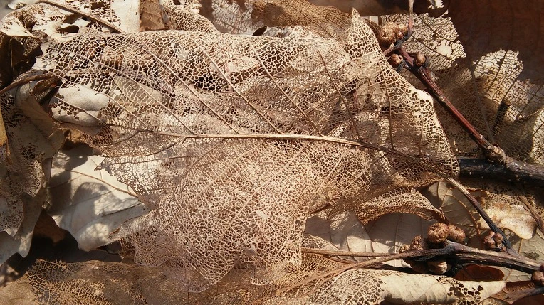 2730A645585A2F0B08594E