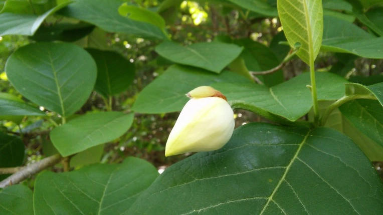 9940974C5CF6102918F14D