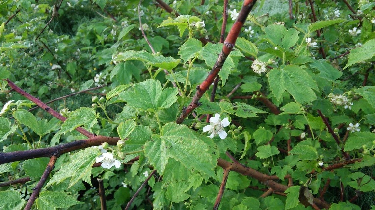 2636CF34572E66CC2A9278