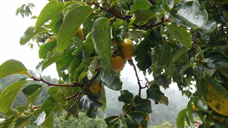 99394D3359CB17F605DD67