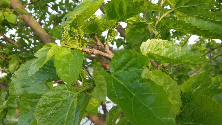 243C1934572E66C9281392