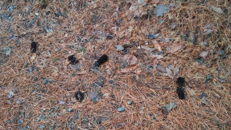 242B8C4856DA7C41164EDE