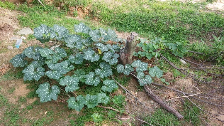 2619EA4F5771F4951CD7D6