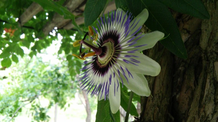 250CE349578C671E2E1061