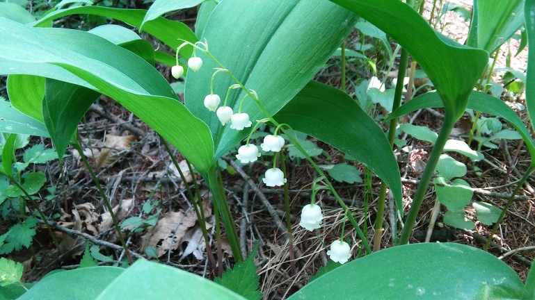 211BAD3E564EB2423433B9